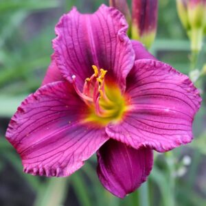 Little Grapette Daylily