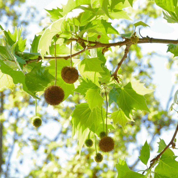 London Planetree - Image 2