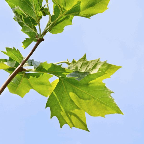 London Planetree - Image 3