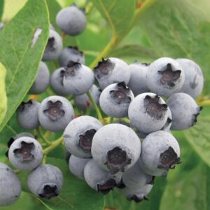 Lowbush Blueberry