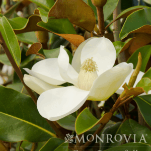 Brackens Brown Magnolia