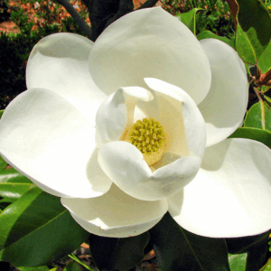 Magnolia 'DD Blanchard'
