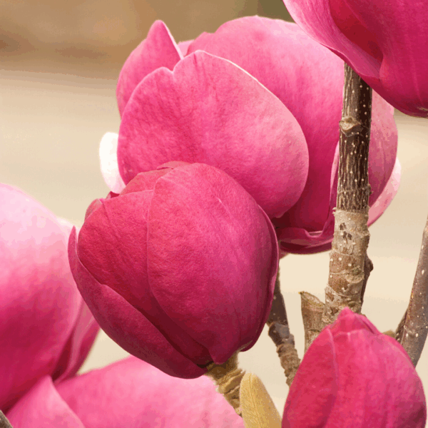 Magnolia 'Genie' - Image 2