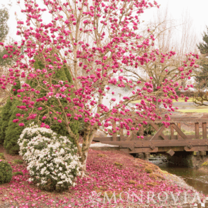 Magnolia 'Genie'