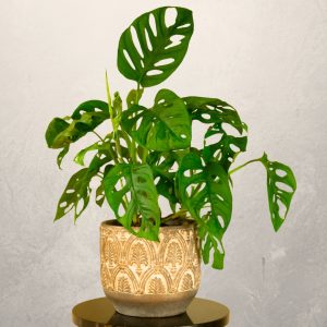 Monstera Adansonii