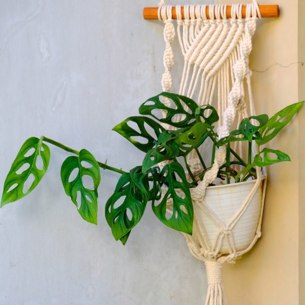 Monstera Adansonii in a hanging basket