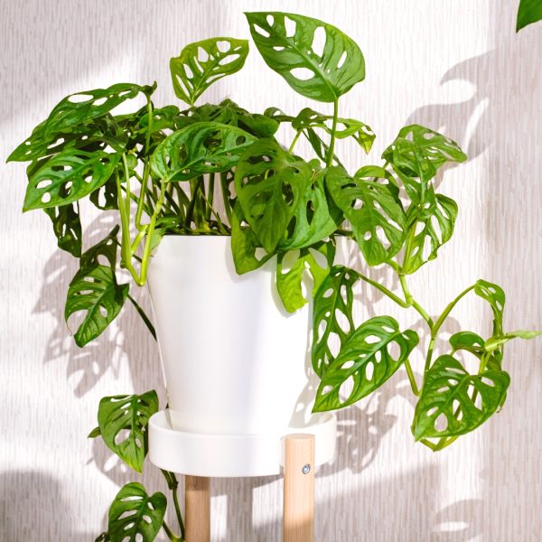 full Monstera Adansonii