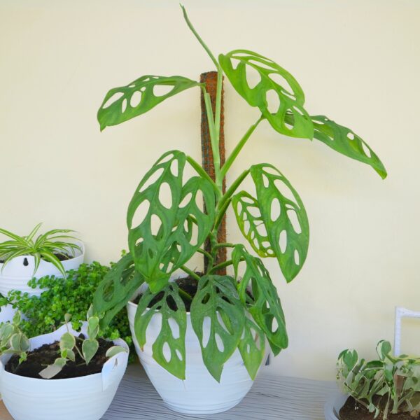 Monstera Adansonii totem