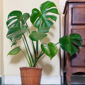 Monstera Deliciosa