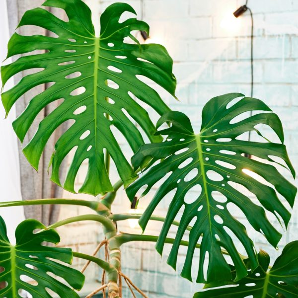 mature Monstera Deliciosa