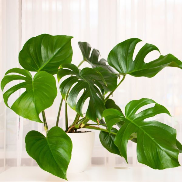 young Monstera Deliciosa