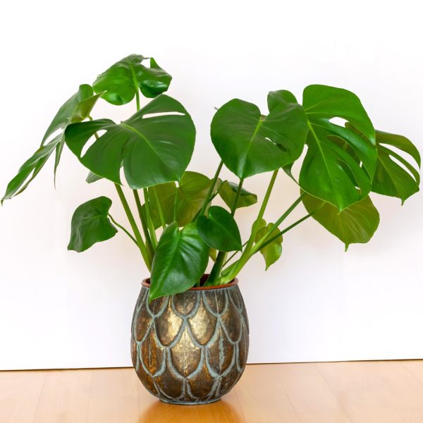 small Monstera Deliciosa