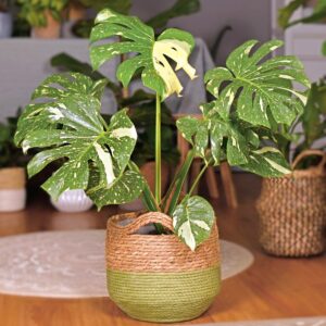 Monstera Thai Constellation
