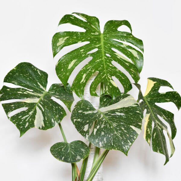 mature Monstera Thai Constellation