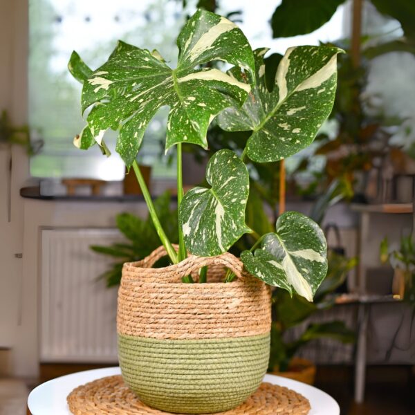 Monstera Thai Constellation in a basket