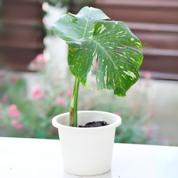 young Monstera Thai Constellation