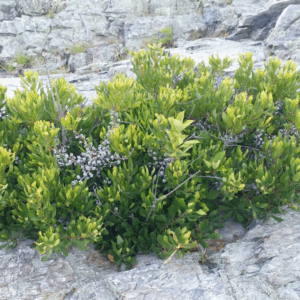 Northern Bayberry