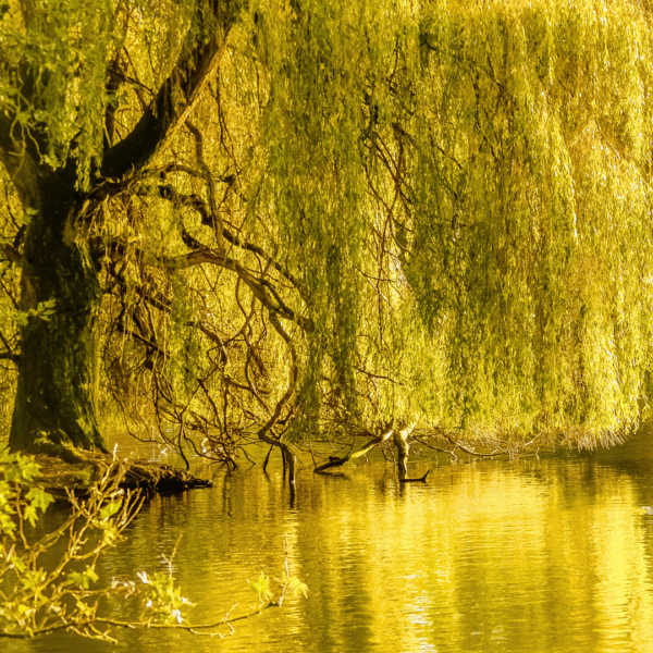 Niobe Golden Weeping Willow - Image 2