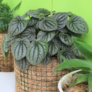 Peperomia Frost