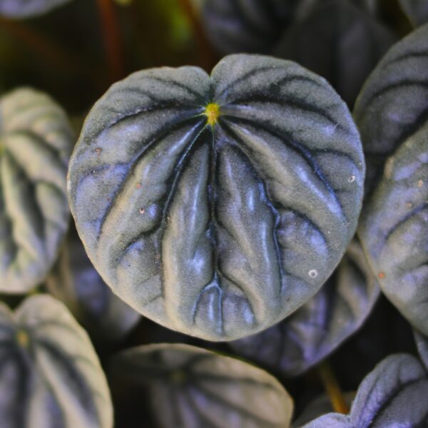 Peperomia Frost foliage