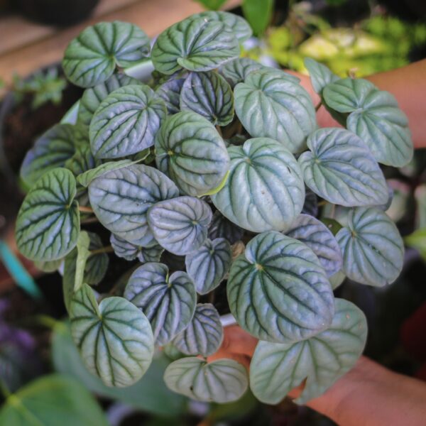 Peperomia Frost top view