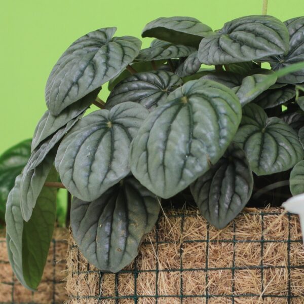 Peperomia Frost side view