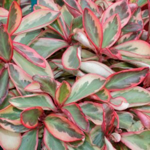 Peperomia Ginny