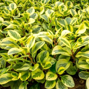 Peperomia Golden Gate