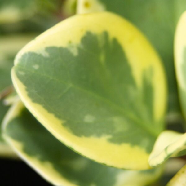 Peperomia Golden Gate foliage