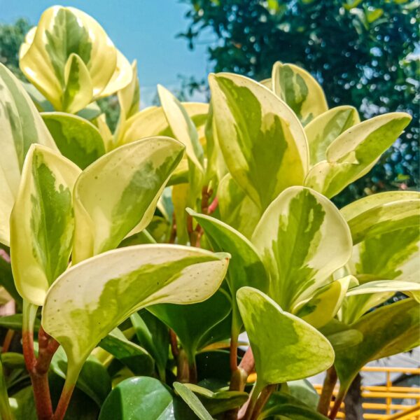 Peperomia Golden Gate side view