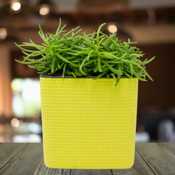 Peperomia Happy Bean in a yellow pot