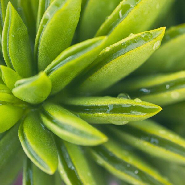 Peperomia Happy Bean up close