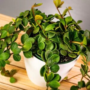 Peperomia Hope