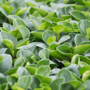 Peperomia Pixie Lime