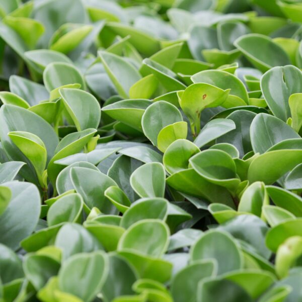 Peperomia Pixie Lime group