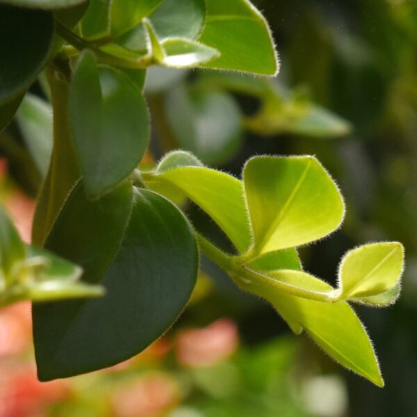 Peperomia Pixie Lime trail