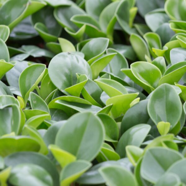 Peperomia Pixie Lime up close
