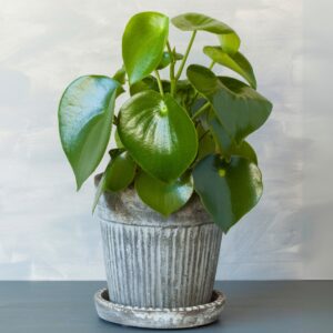Peperomia Raindrop