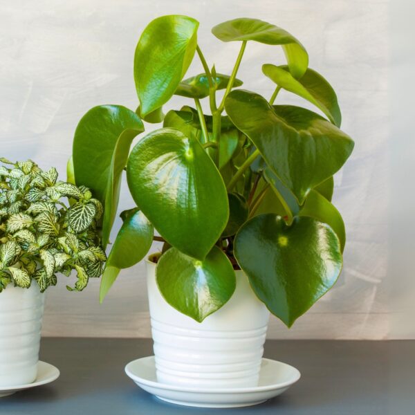 Peperomia Raindrop in a white pot