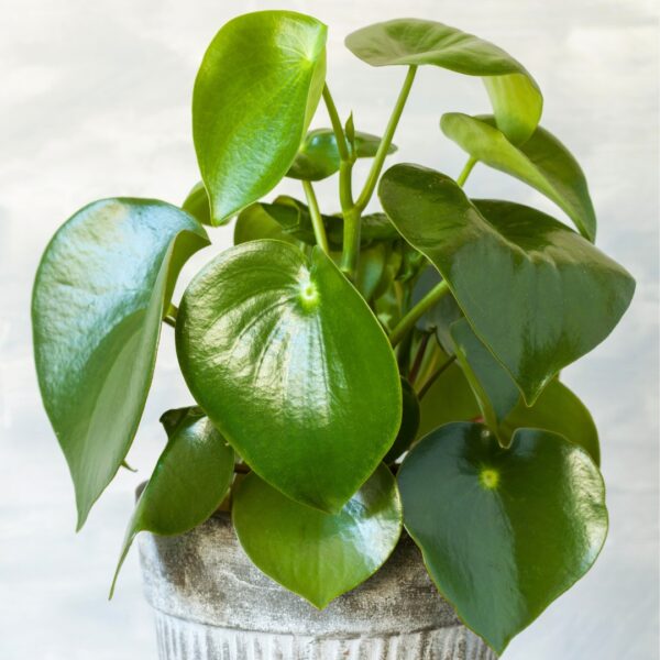 Peperomia Raindrop foliage