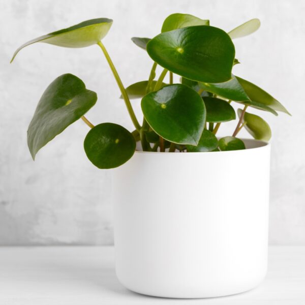 young Peperomia Raindrop