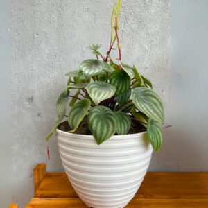 Peperomia Watermelon
