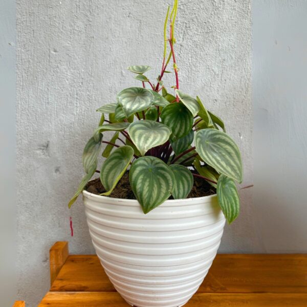 Peperomia Watermelon in a white pot