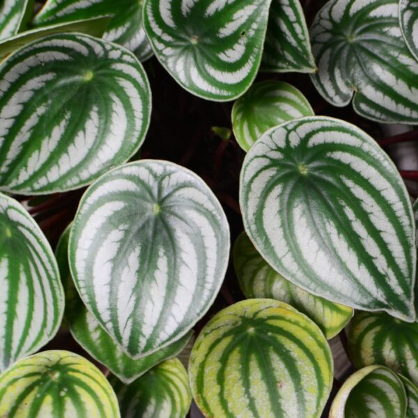 Peperomia Watermelon foliage