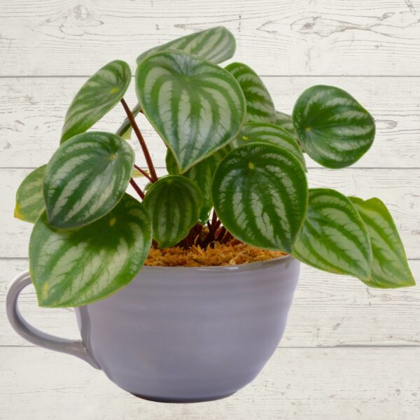 Peperomia Watermelon in a grey cup