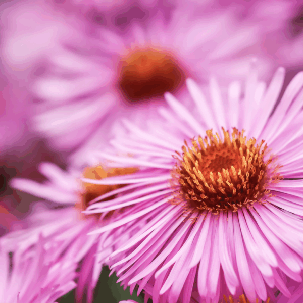 Aster Woods Pink - Image 3