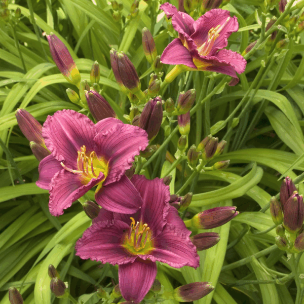 Little Grapette Daylily - Image 2