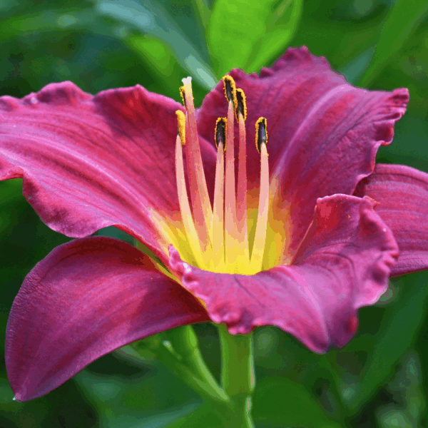 Little Grapette Daylily - Image 3