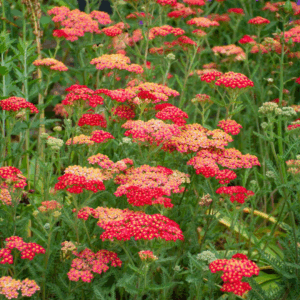 Paprika Achillea