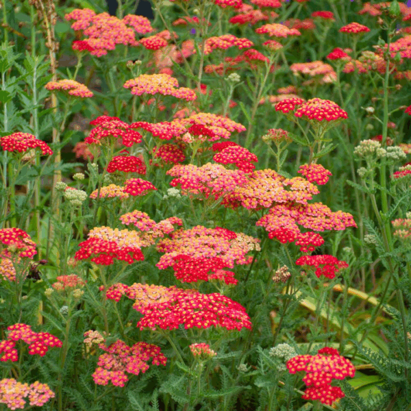 Paprika Achillea